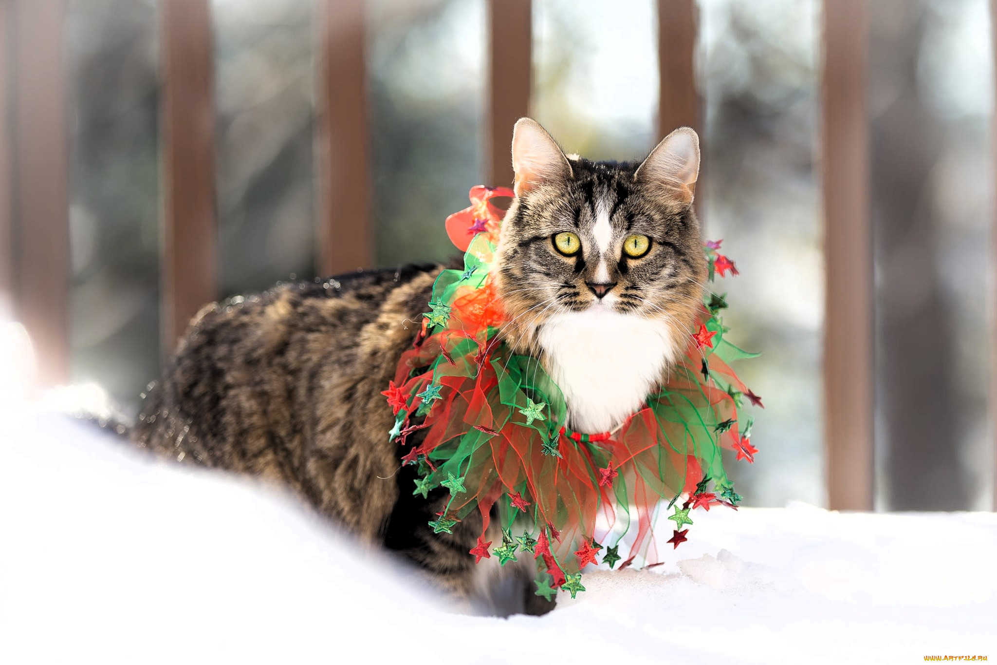 ��������, ����, ���, ���������, ��������, ����, ����, �����